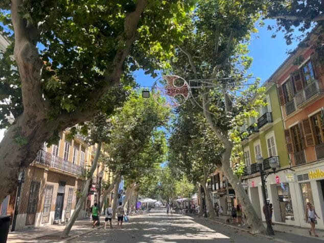 Imagen: Plataneros de Marqués de Campo