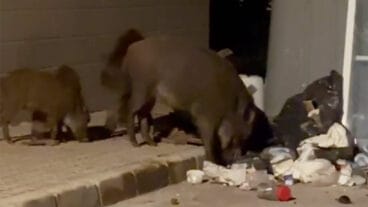 jabalies en la calle coscoll de denia