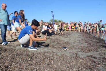 Suelta de tortugas en la playa de Dénia