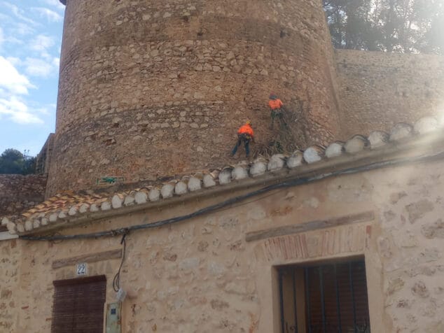 Imagen: Tareas de poda en el Castillo