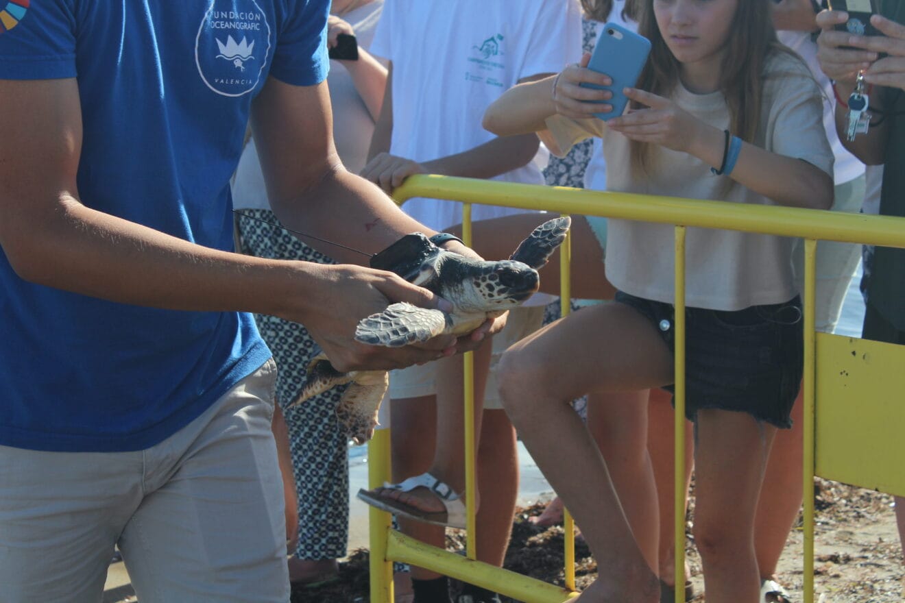 Tortuga liberada en Dénia
