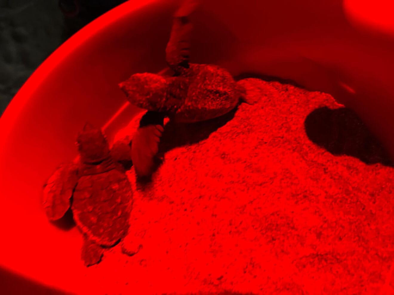 Tortugas en la playa de la Marineta  07