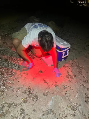 Tortugas en la playa de la Marineta  16