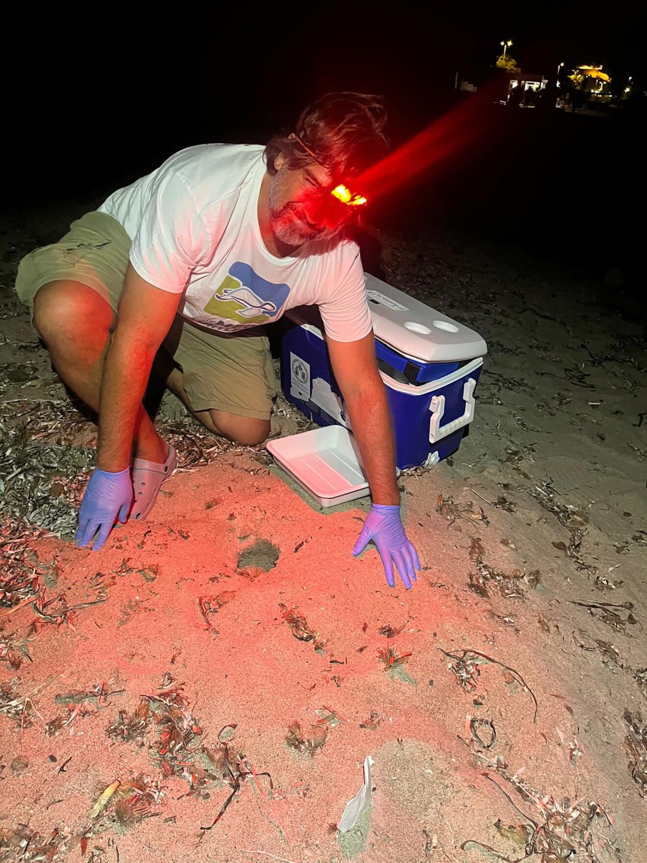 Tortugas en la playa de la Marineta  17