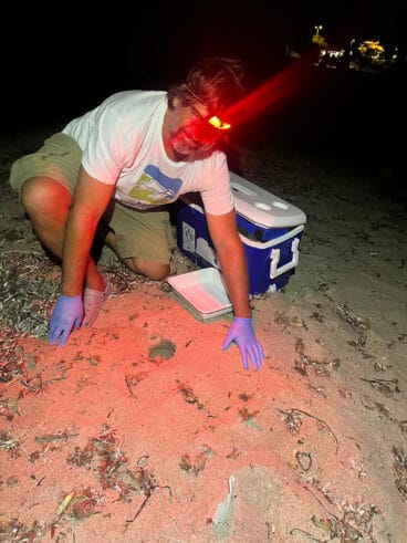Tortugas en la playa de la Marineta  17