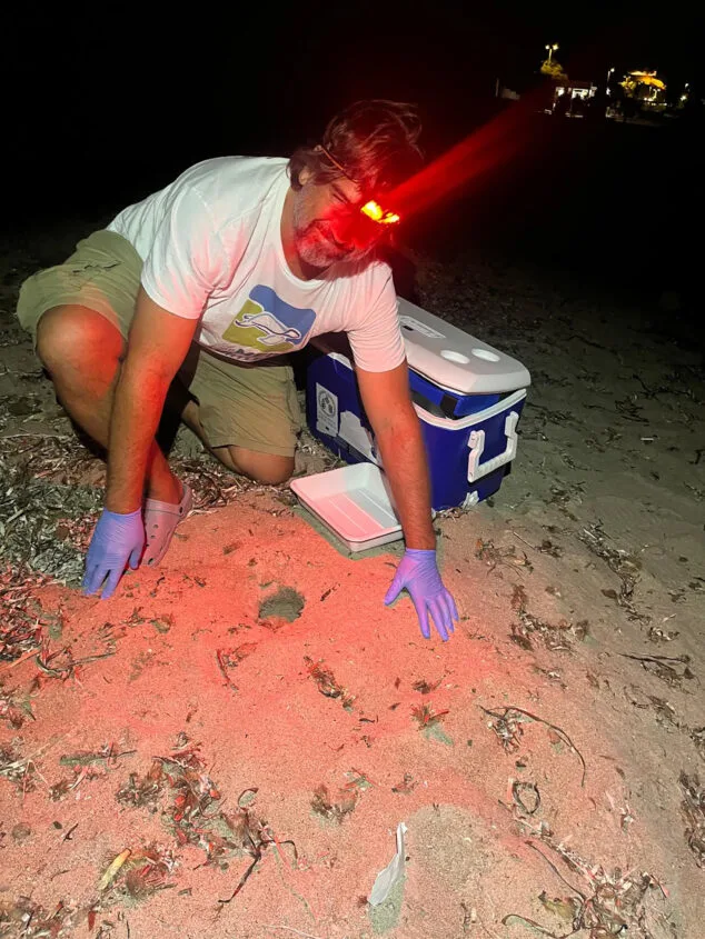 tortugas en la playa de la marineta 17