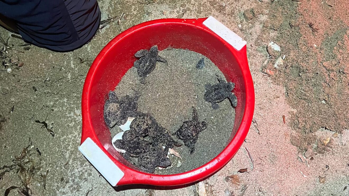 Tortugas en la playa de la Marineta de Dénia dest