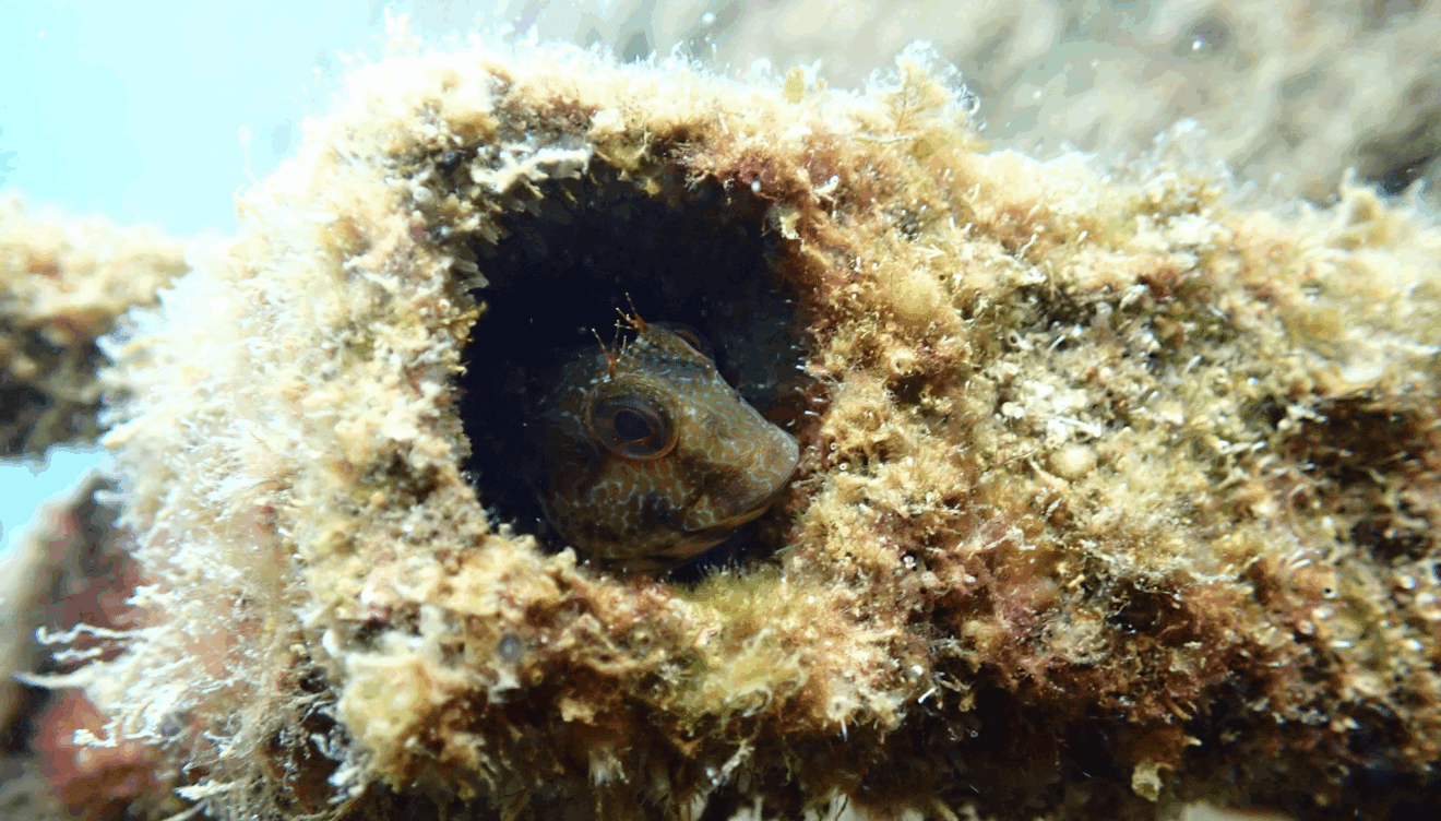 Estos micro arrecifes se monitorean mediante drones submarinos que miden diversos parámetros