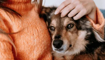 la importancia de despedirse de una mascota de manera respetuosa