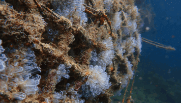 Marina Dénia y Baleària instalan micro arrecifes para restaurar la biodiversidad marina