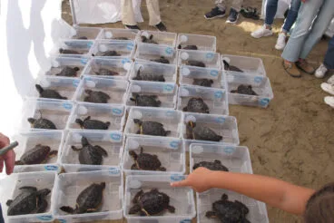 Tortugas bobas vuelven a su hábitat 03