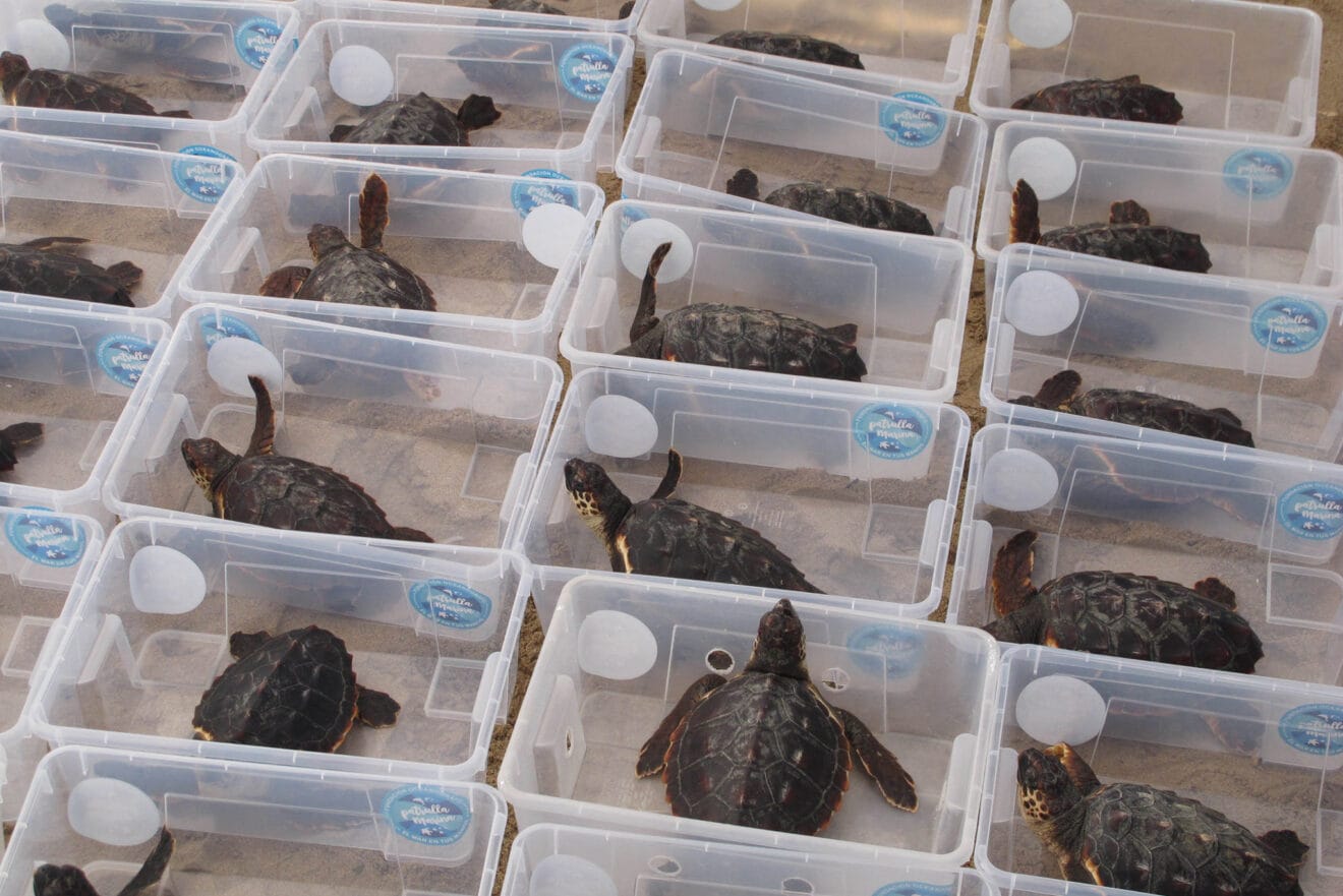 Tortugas bobas vuelven a su hábitat 04