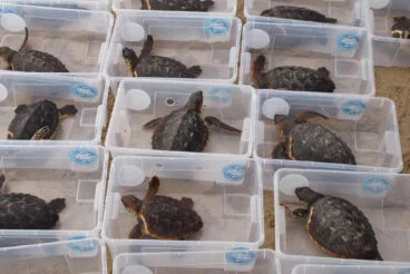 Tortugas bobas vuelven a su hábitat 05