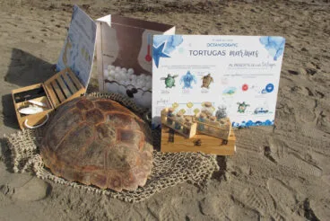 Tortugas bobas vuelven a su hábitat 08