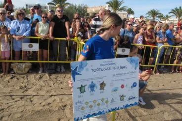 Tortugas bobas vuelven a su hábitat 13