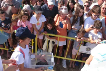 Tortugas bobas vuelven a su hábitat 18