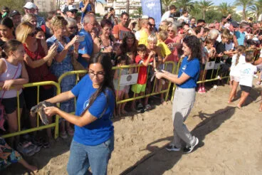 Tortugas bobas vuelven a su hábitat 21