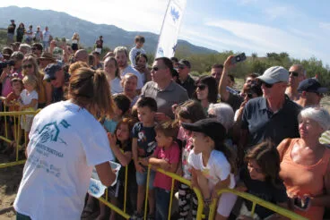 Tortugas bobas vuelven a su hábitat 22