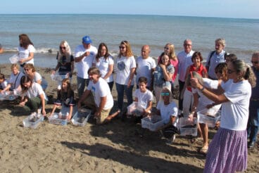 Tortugas bobas vuelven a su hábitat 24