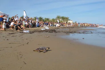 Tortugas bobas vuelven a su hábitat 29