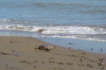 Tortugas bobas vuelven a su hábitat 30