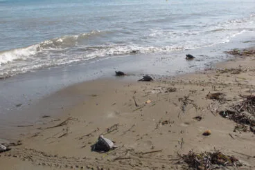 Tortugas bobas vuelven a su hábitat 32