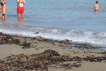 Tortugas bobas vuelven a su hábitat 33