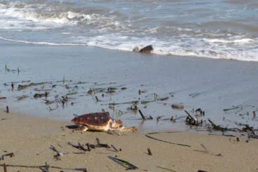 Tortugas bobas vuelven a su hábitat 34