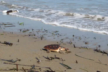 Una tortuga boba vuelve al mar