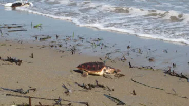 Una tortuga boba vuelve al mar dest