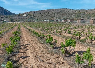 vinedo en la zona del abiar de teulada moraira en mayo de 2024