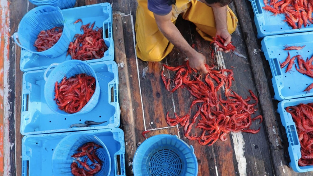 Pescador de Dénia seleccionando la gamba roja