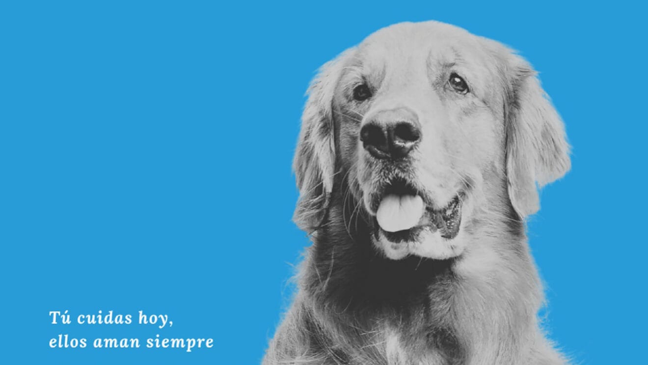 Campaña 'Su futuro empieza contigo' sobre la adopción responsable de animales de compañía en Dénia