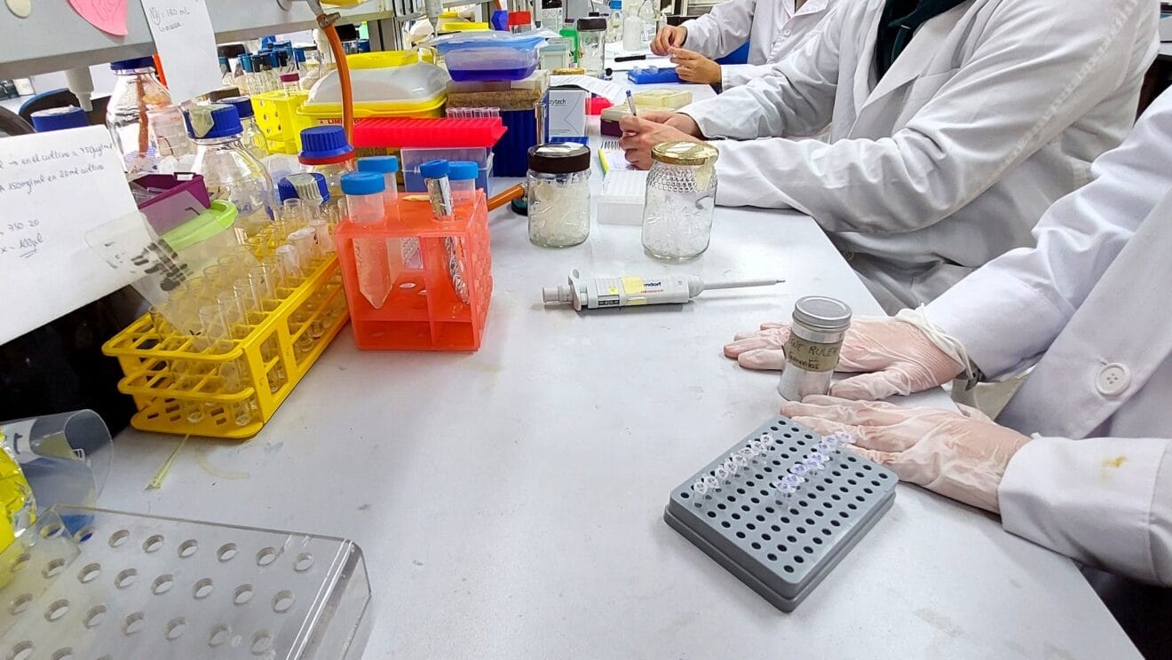 La recuperación del erizo de mar o el empleo de restos de posidonia para incrementar el aroma y sabor del tomate, entre las temáticas de los proyectos de investigación gastronómica de GASTERRA-UA que se presentan el lunes en Dénia