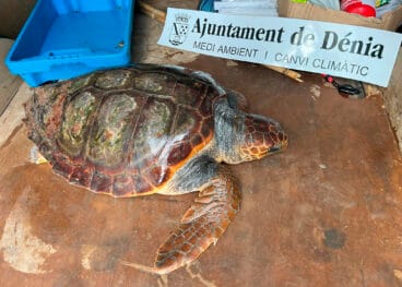 la tortuga de 30 kilos rescatada en denia
