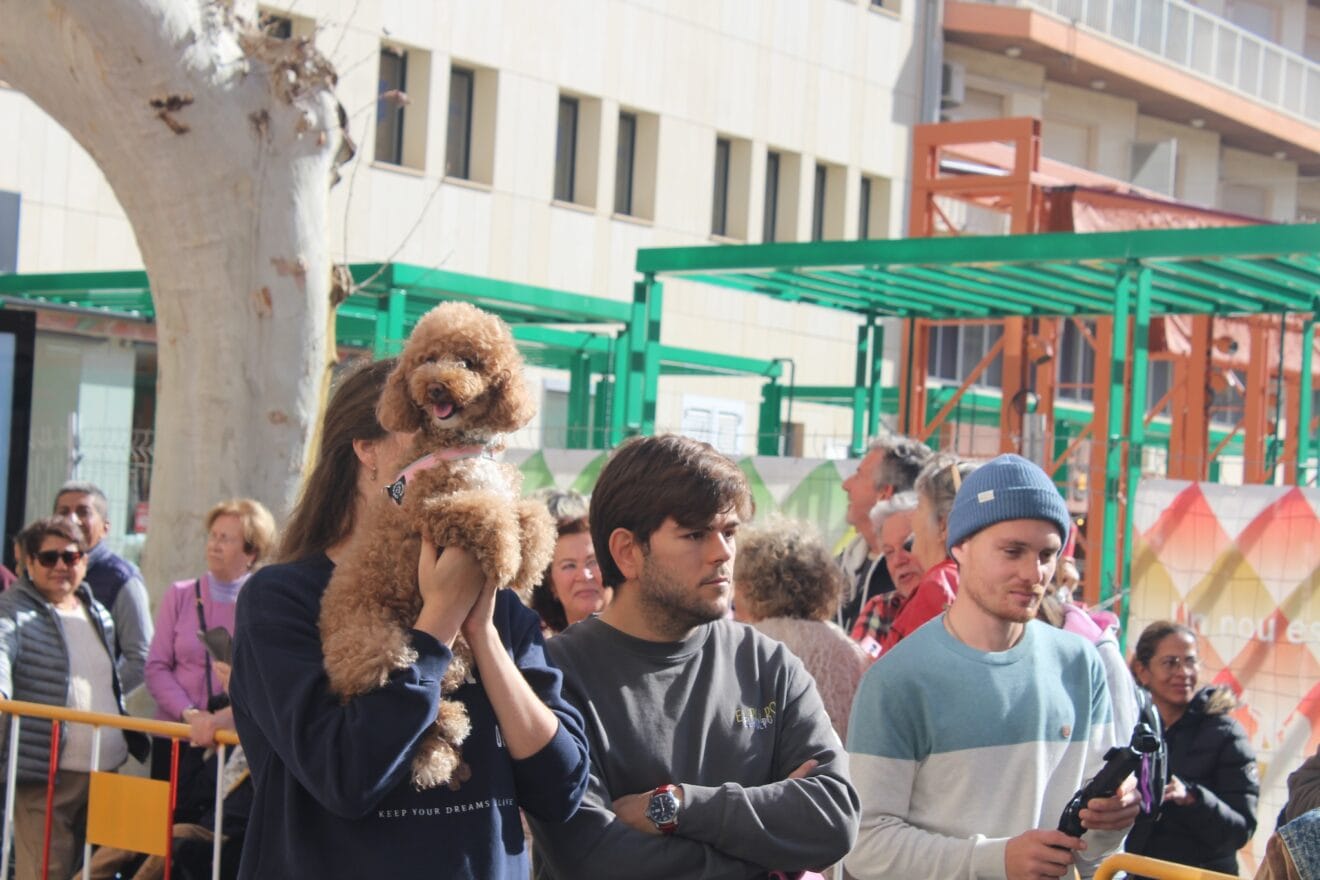 Sant Antoni de Dénia 2025 3