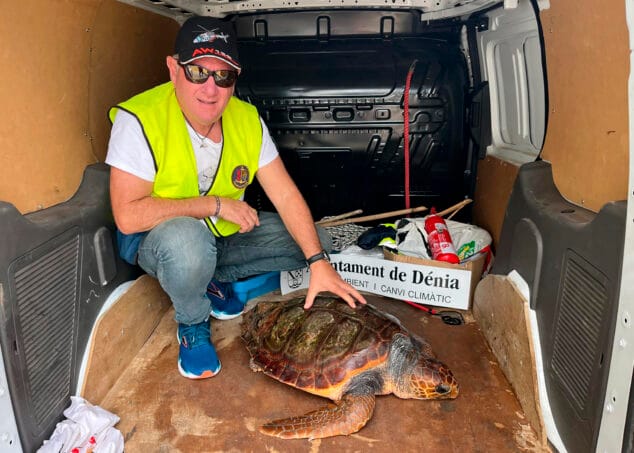 tortuga hallada en denia 4