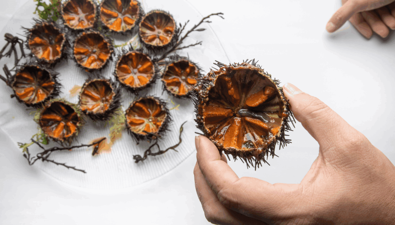 Erizos de mar en Dénia: un manjar mediterráneo que no te puedes perder