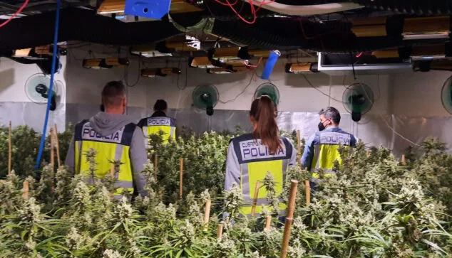 Arranca el juicio contra una presunta organización criminal de Dénia dedicada al cultivo y tráfico de marihuana 1 Imagen: Operación en una plantación de marihuana indoor (archivo)
