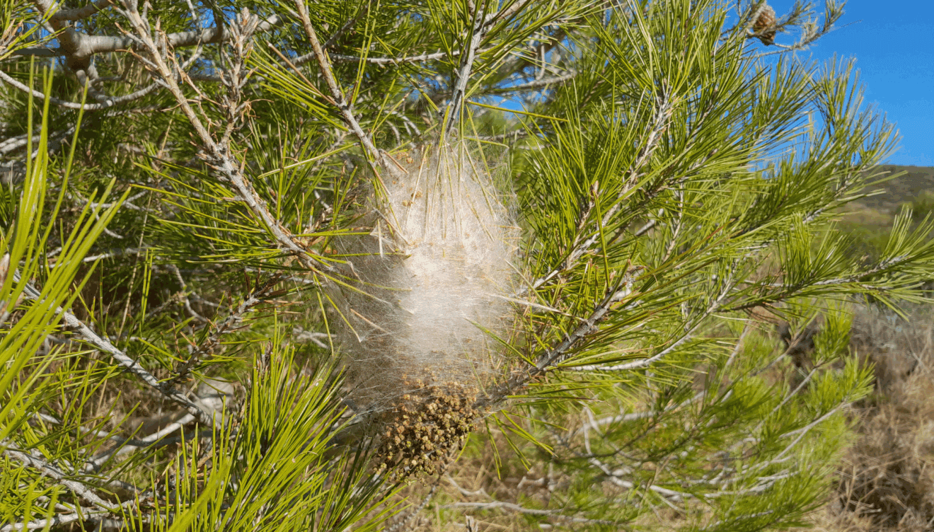 El contacto con la procesionaria del puede generar diversas reacciones