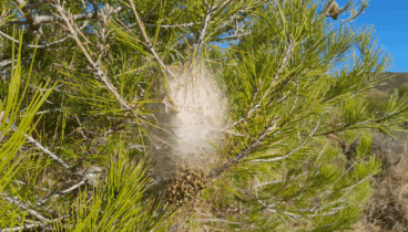 El contacto con la procesionaria del puede generar diversas reacciones