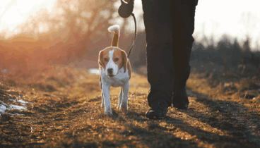 Prevenir el contacto con la procesionaria es la mejor estrategia para evitar riesgos