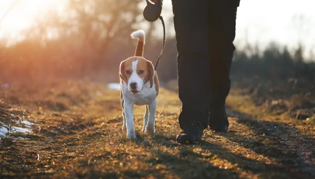 Procesionaria del pino en perros: peligros, síntomas y prevención 8 Imagen: Prevenir el contacto con la procesionaria es la mejor estrategia para evitar riesgos