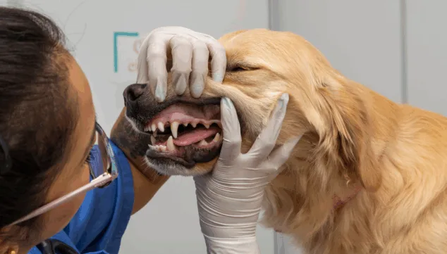 primeros auxilios en caso de contacto con la procesionaria del pino en perros
