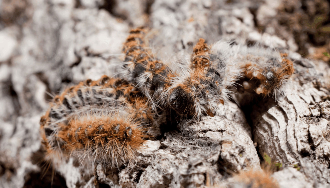 Procesionaria del pino en perros; peligros, síntomas y prevención