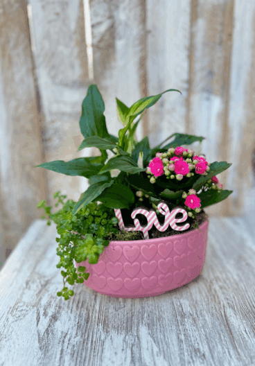 Plantas naturales decorativas