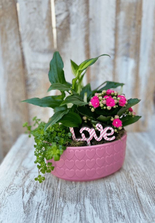 plantas naturales decorativas