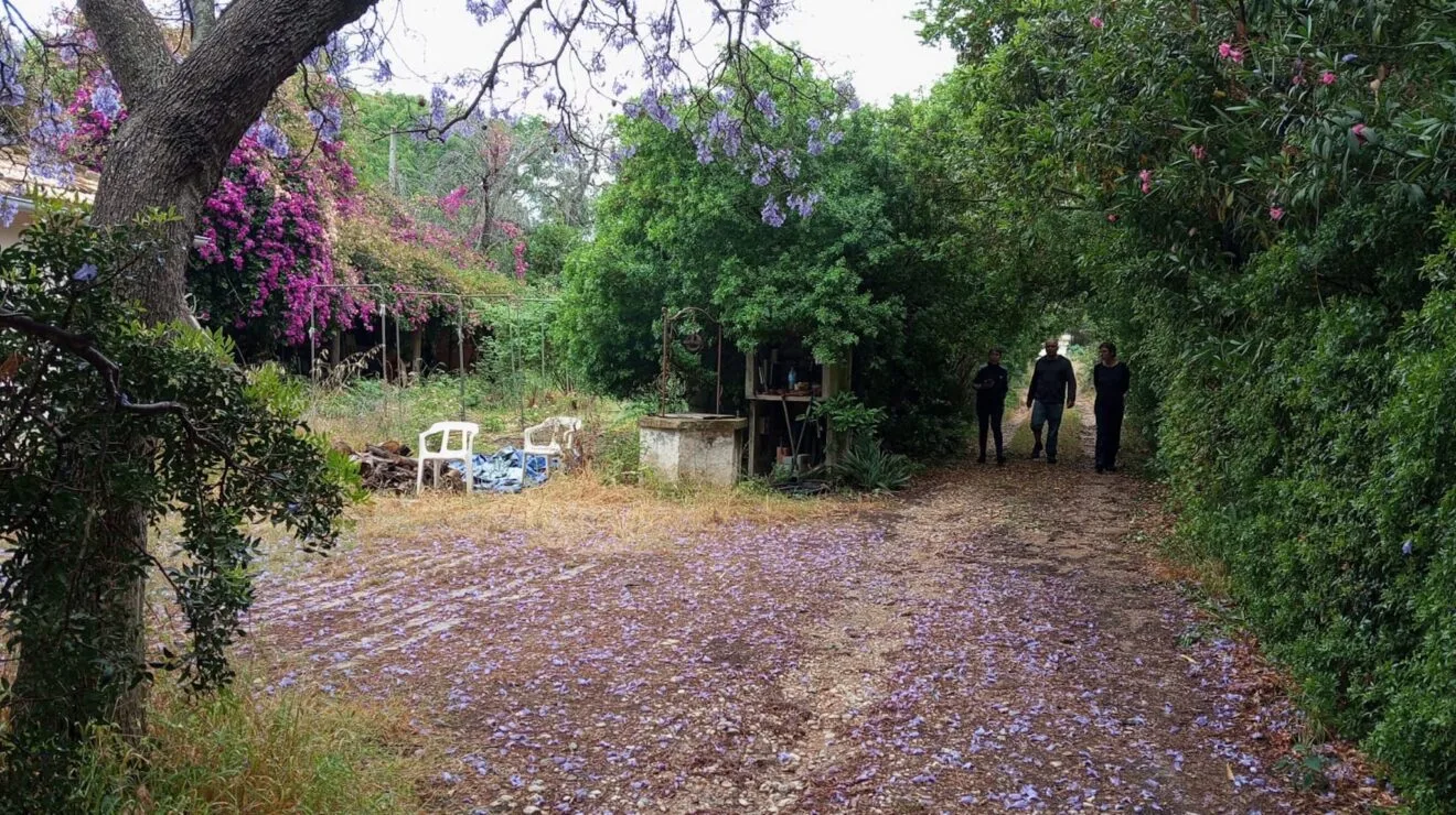 La parcela donde se han instalado los jabalíes
