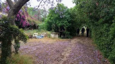 La parcela donde se han instalado los jabalíes