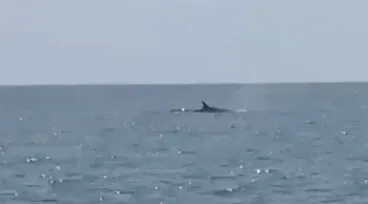 walvis voor de kust van Denia